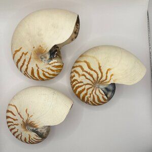 Tiger Nautilis Shells Set of Three Vintage